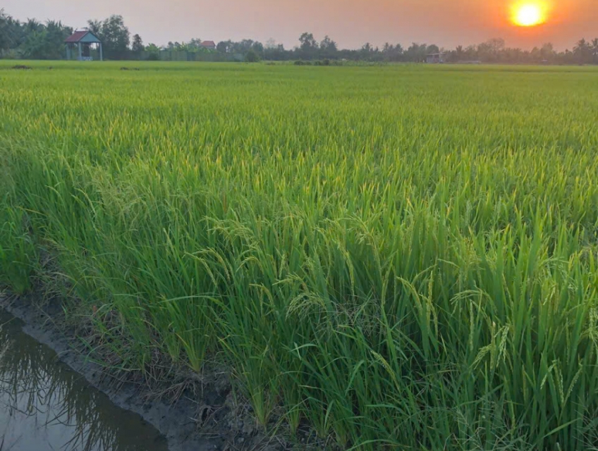 Bán đất nông nghiệp 5311m2 tại đường Bà Miêu, Tân Nhựt, Bình Chánh