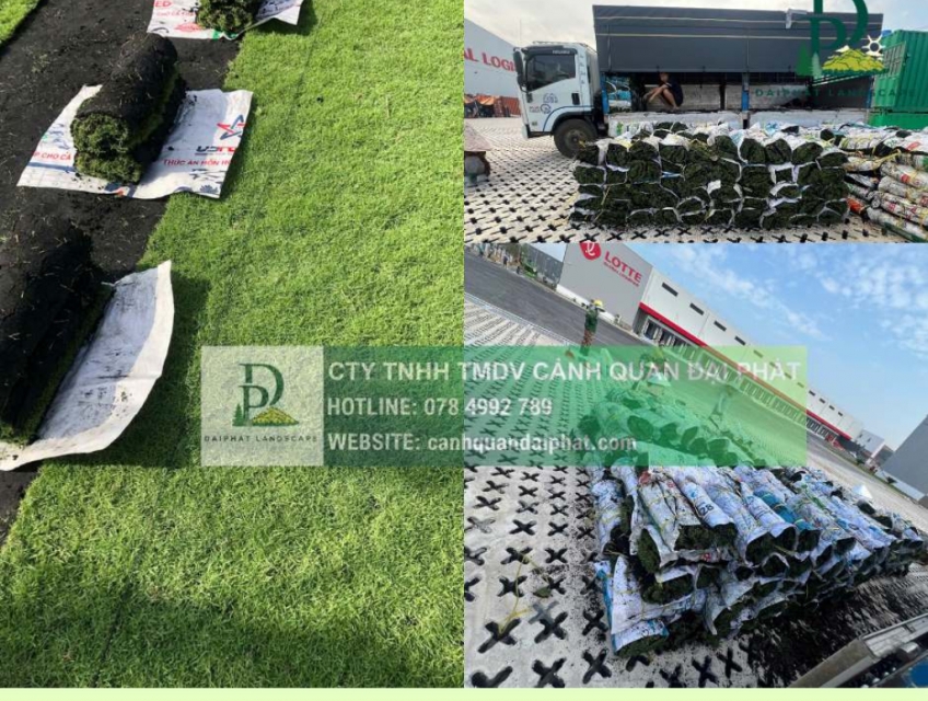 Cung cấp các loại cỏ cảnh quan giá tốt giao tận công trình Đồng Nai