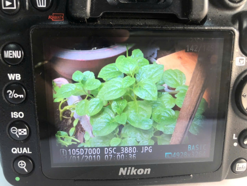 Bán Nikon D7000 nikon 18-135 F3.5-5.6 + Nikon 50mm F1.8 + Tamron 17-50