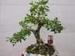 Vài cây Bonsai cần bán giá hợp lý.