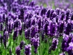 Bán cây hoa oải hương ( Lavender)