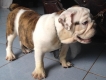 Chó Bulldog cái có giấy tờ