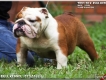 {CHO} HCM - BAN Bulldog thuần chủng, gia phả khủng