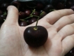 Cherry siêu ngon, ship trực tiếp từ Úc