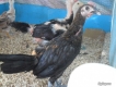 Bán gà tre peru tre  asil bb,asil pure nite owl,tre mỹ hatch
