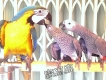 Bán vẹt Nam Mỹ Macaw, vẹt xám Châu Phi. Hàng có sẵn - Uy tín lâu năm (Pet Me Coffee)