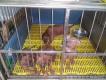 tphcm bán bầy chó xoáy thái  hơn 2 tháng mầu nâu đỏ và bầy  bẹc giê đức