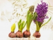 Bán cây tiên ông (Huệ tây, dạ lan hương, Hyacinthaceae)