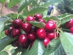 Cherry nhập khẩu từ Úc và Chile