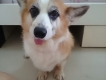 HCM - Bán một chú Corgi 2 tuổi xinh xắn dễ thương