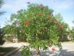 Bán Cây Osaka Đỏ, Osaka Vàng trồng Công trình, Đô thị, Sân vườn