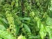 Bán cà phê giống