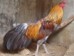 Đồng Nai: thanh lý 6 con gà đẹp giá rẻ nhất