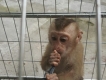 Bán khỉ con 4 tháng tuổi ..