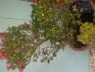 trang đỏ bonsai giá rẻ