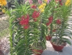 Bán các loại lan : Dendro nắng, màu - hồ điệp - ghép chậu - ...