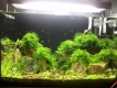 bán bộ hồ thủy sinh