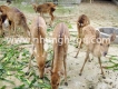 Hươu giống, nai giống chất lượng tốt nhất, giá rẻ nhất