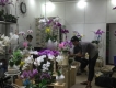 Shop Orchids Garden Hoa Lan Hồ Điệp