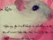 Chuộtnhím Kute - Chuyên bán hamster, nhím kiểng, chuột nhảy và sóc cảnh...
