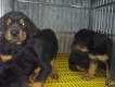 Rottweiler 2 tháng tuổi