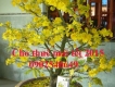 Cho thuê mai tết 2015