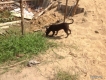 Bán chó phú quốc cái đen 3,5 tháng ( đen ko loang vá )