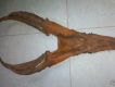 Cần bán sừng nai