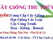 Chuyên Cung Cấp Cây Giống - Hạt Giống - Cây Công Trình
