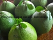 Bưởi da xanh, bưởi xanh, bưởi cúng rằm, bưởi tết, bưởi biếu, bưởi da xanh Bến Tre