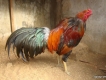Đồng Nai thanh lý 5 con gà lai giá rẻ ,giá 4.5 triệu
