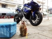 HCM - TOÀN QUỐC - Sóc Bắc Mỹ Prairie Dog thú cưng nhập số lượng lớn