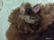 Bán poddle