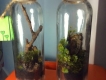 Bán Terrariums (hệ sinh thái mini trong chai) làm quà tặng hoặc để trang trí phòng