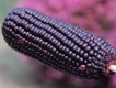 Bắp Tím - Ngô Tím -Nhà Vườn Lên Bán Trên 5 giây đây....