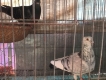 cần bán chim bồ câu