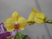 Shop Orchids Garden Lan Hồ Điệp Đài Loan