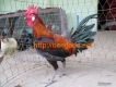 Gà Peru rặc tơ nặng 3kg - 3.4kg