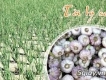 Chuyên Hành Tỏi Lý Sơn Sỉ và lẻ