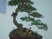 Bán cây trà phúc kiến & cần thăng (kiểng bonsai)