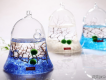 tảo Marimo ,Thú cưng may mắn từ Nhật đã có tại Việt Nam , thích hợp làm quà tặng