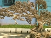 Bán lủa xương ghép bonsai đẹp giá rẻ ! 60k 1kg .lh 0987267261