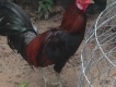 Gà mái tre  MỸ rẹc F1
