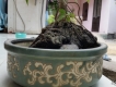 Bán cây bồ đề Bonsai chậu nước để trong nhà