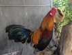 Gà Bổn đá Đâm rất tốt