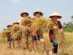 Farming & Fishing life in Hoi An Viet Nam