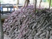 Cung Cấp  Khoai Mỡ (khoai Tím) Số Lượng Lớn