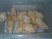 Phú nhuận: hamster, gerbil (chuột nhảy) các loại giá cực rẻ