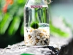 Tao cau marimo, tảo cầu marimo giá rẻ nhất