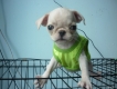 Bán chó pug thuần chủng